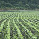 요동목장 이미지