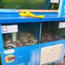 [청천동 맛집] 부평 소금구이 산꼼장어 맛집 추천! &#39;어람촌&#39; 후기