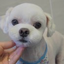 콩이 애견샵 이미지