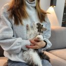 마포고양이도레미캣 네이버블로그