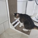 공과 막대기 | [아토주] 고양이 용품 수직 스크래쳐 추천 / 가성비 튼튼한 스크래처로 장난감 놀이와 스트레스 해소를...