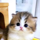 캣프렌즈 이미지