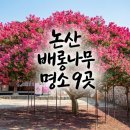 논개사당 관광안내소 | 여름 여행지 논산 배롱나무 명소 드라이브 논산 가볼만한곳