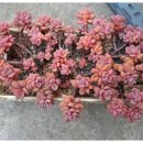 원종방앗간 이미지