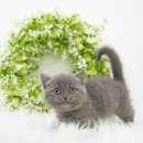 내동농장 | 내동고양이분양 애교 많은 아비시니안과의 시작