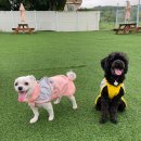 푸푸(POOPOO) 이미지