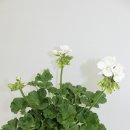 팔로마 이미지
