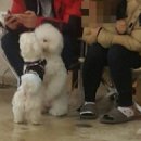 보니또펫 이미지