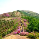청주 행복한산행 5월20일 전북 남원 천상의 화원 지리산 바래봉 철쭉산행 이미지
