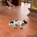 자딘관광호텔 | 푸꾸옥 가볼만한곳｜사오비치 &amp; 호국사 후기