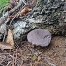 흑자색쓴맛그물버섯 Tylopilus nigropurpureus (Corner) Hongo 이미지