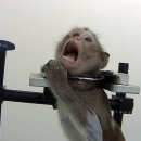 쇠목줄 찬 원숭이의 겁에 질린 표정…獨 잔혹한 동물실험 폭로 이미지