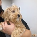 독크루 첨단점 | 7개월 말티푸 미용 독크루 첨단점에서 하고왔어요