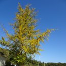 원주굽이길 원7코스 반계리은행나무길 이미지