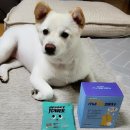 펫스미스 이미지