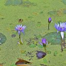 산삼꽃피는마을 Daum카페