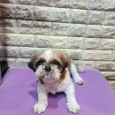 우주펫살롱 이미지