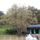 창원 인곡리 모과나무 Daum카페