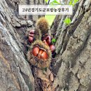 가을이색체험 군포 밤농장 밤줍기 밤줍는시기 8월31일후기