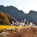 홍천 강가애 이미지