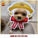 견생냥품 김해장유점 네이버블로그