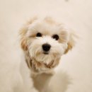 서울애견 | 멍그니엘애견호텔서울강동점 호텔링 후기_루비