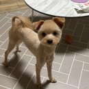 솔펫 애견미용놀이터 이미지