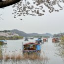 초평낚시터 벚꽃뷰 방갈로가 있는 프라이빗한 좌대낚시터 태공좌대