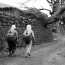 제주시절 이미지