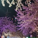 홍대거리 밤벚꽃놀이 이미지