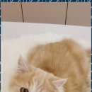 나비야 cat 이미지