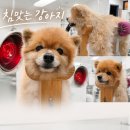 발편한동물병원 | 마음을나누는동물병원 강아지침치료 내 돈 내산 후기