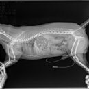 원주더봄동물의료센터 이미지