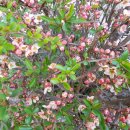 성골 농원 이미지