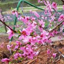 산골복숭아농장 이미지