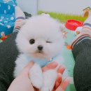 몽글몽글 Daum카페