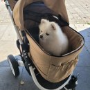 강아지 프리미엄 유모차 개모차 추천 - 피콜로카네 탄토1