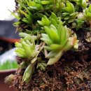 옛사랑주막 이미지