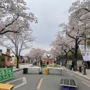 [경주 여행] 4월 첫째주 대릉원 돌담길 벚꽃 후기