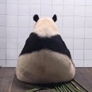 바오김밥 이미지