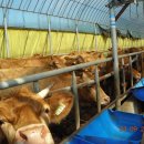 현암목장 이미지