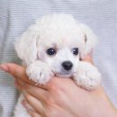 아장아장 이미지