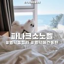 영덕4 | 영덕 애견동반숙소 풀빌라 파나크 소노벨 D동 1호 숙박 후기