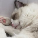 냥이 싸롱 이미지