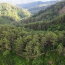 소나무숲 이미지