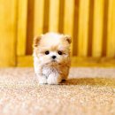 서울인천펫택시강아지고양이애견 | 🐶 안양애견분양, 유앤미펫에서 새로운 가족을 맞이한 후기