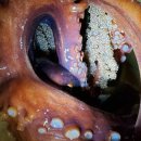 대폭수산 이미지