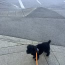 캐나다코코샵 네이버블로그