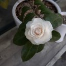 천현초등학교 뒤 이미지