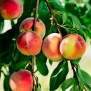 지희농장 이미지